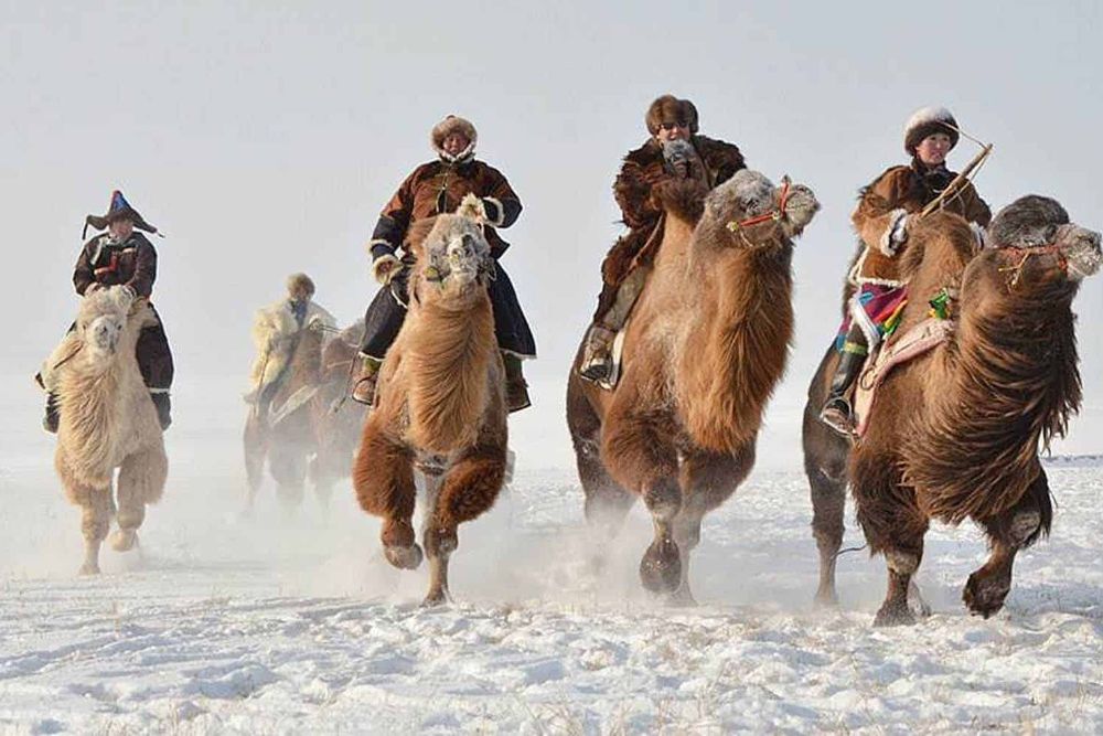 camels_running_snow