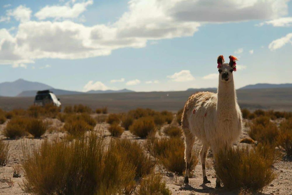 Bolivia_Chile_Llama