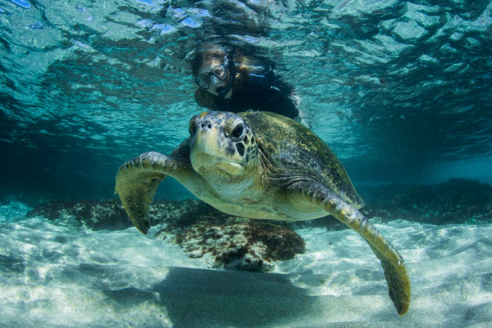 Galapagos_turle_underwater