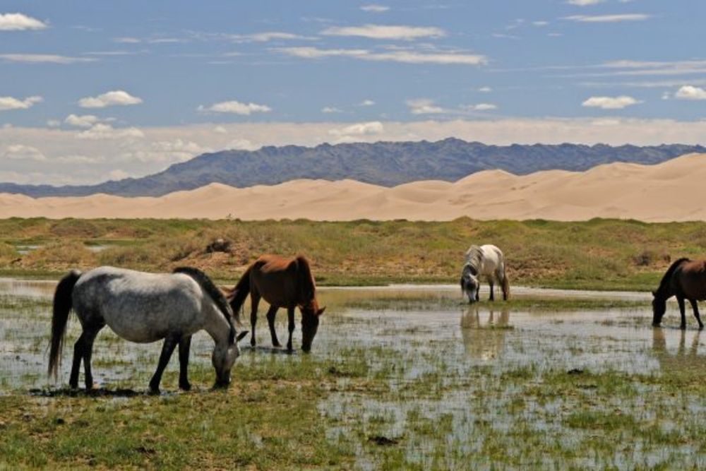 Mongolia steppe horses