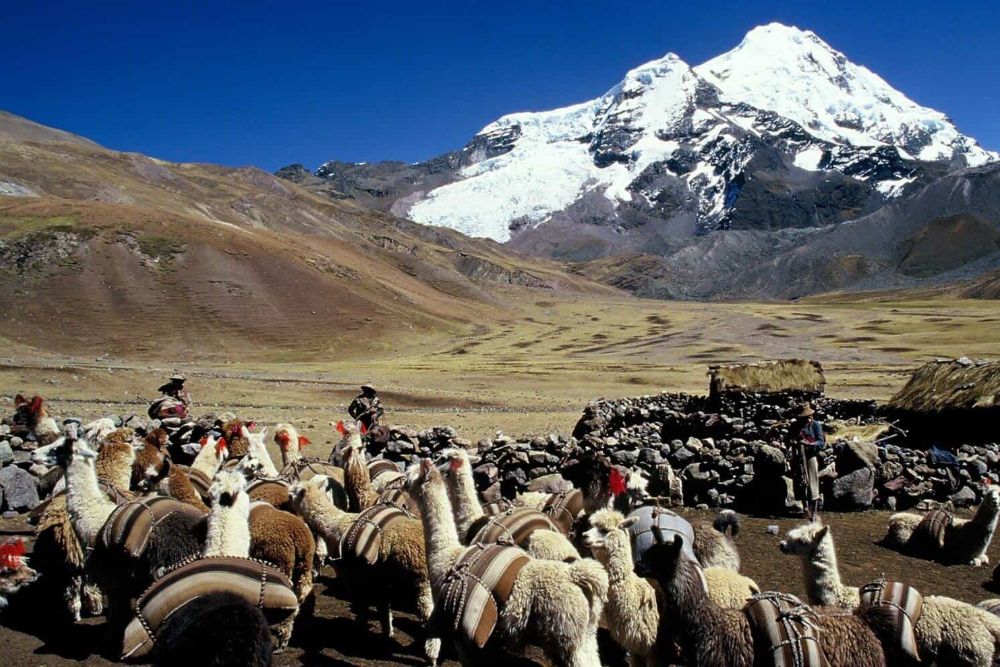 Peru_Trekking_Cordillera_Vilcanota_llamas