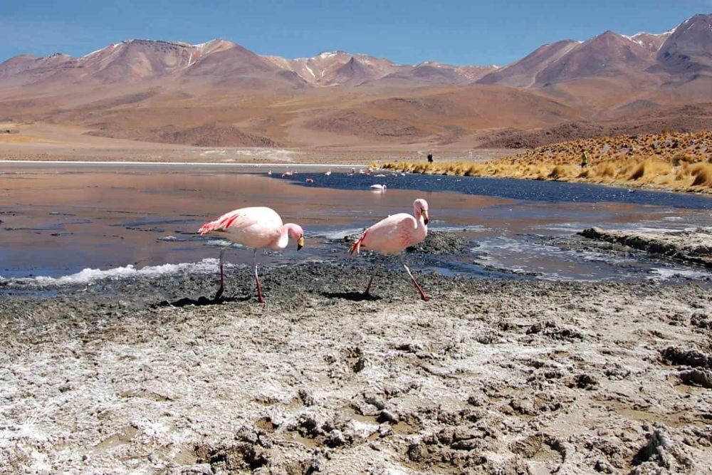 bolivia_laguna_flamingos