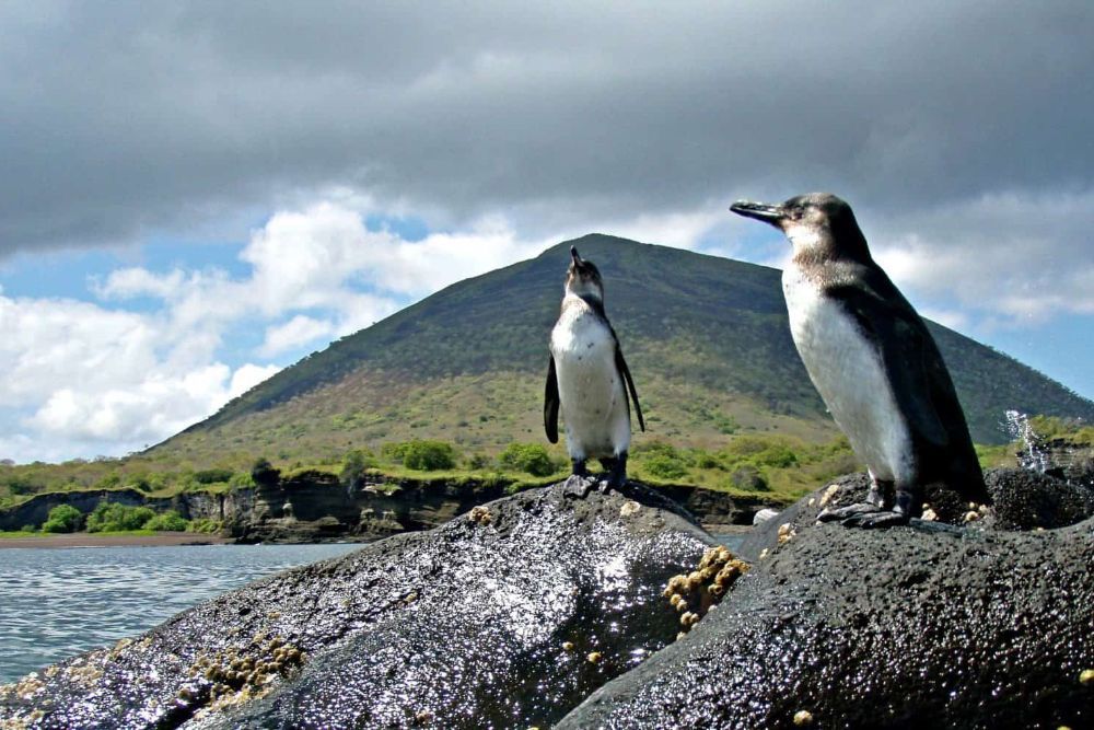 galapagos_penguines