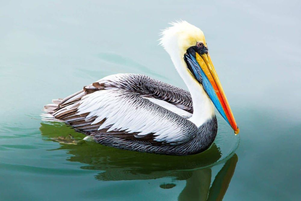 peru_pisco_paracas_brown_pelican