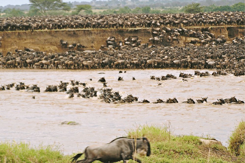 tanzania_safari_gnus_migration_river