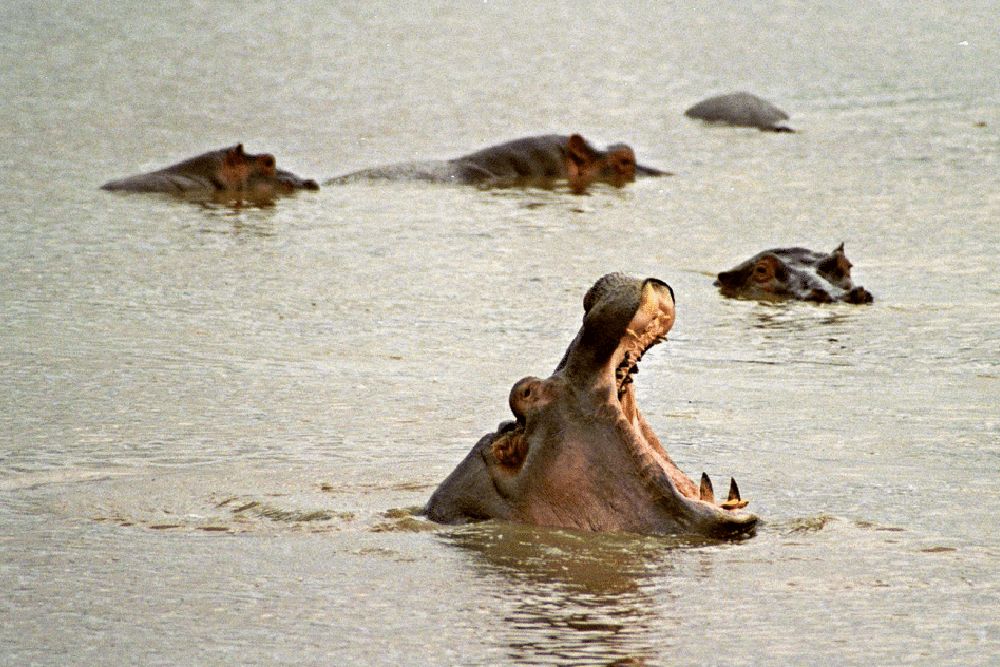 tansania_safari_selous_nationalparc_hippos