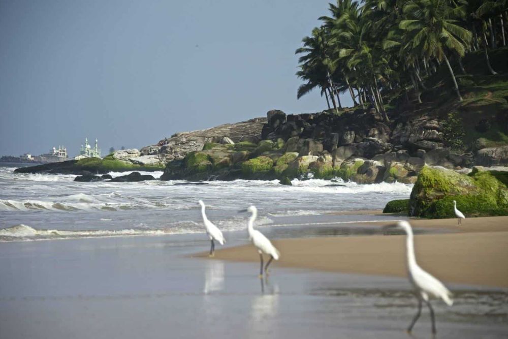 India_Niraamaya_birds_beach