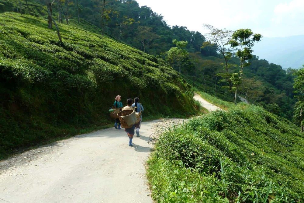 Indien_Sikkim_way_to_harvest