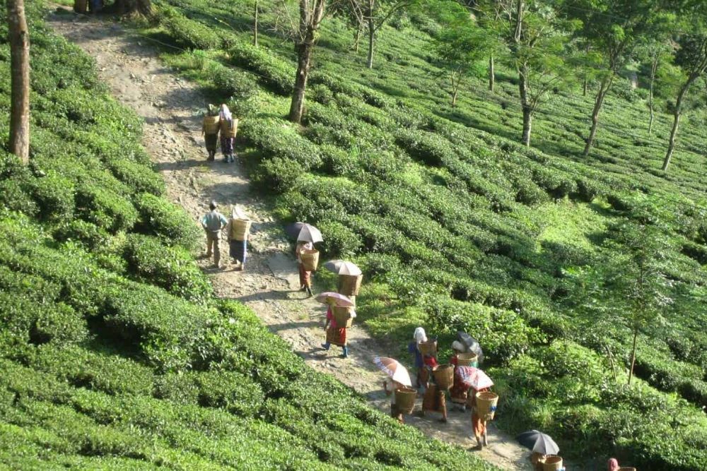 Sikkim_Glenburn_Tea_Estate_harvesting