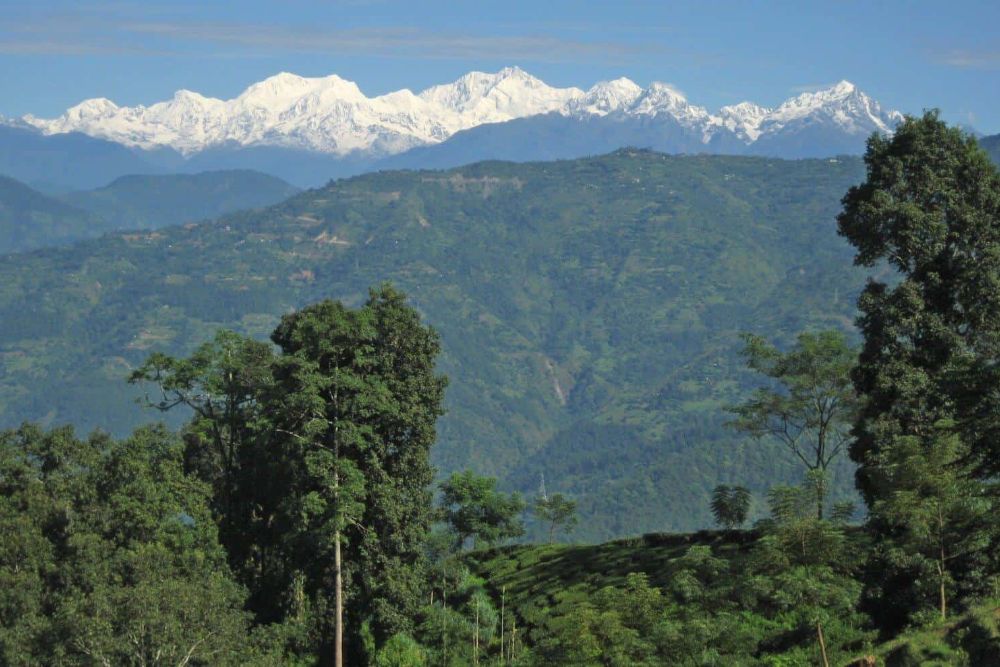 Sikkim_Glenburn_Tea_Estate_mountains