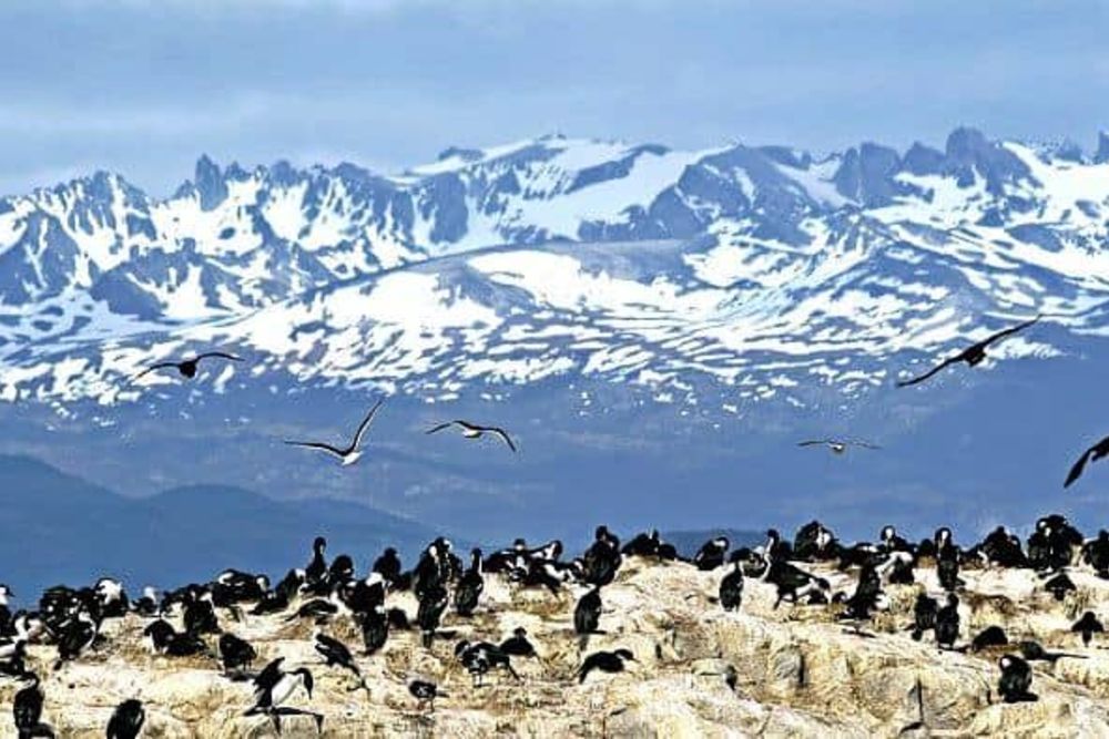 Patagonia Fireland Penguines