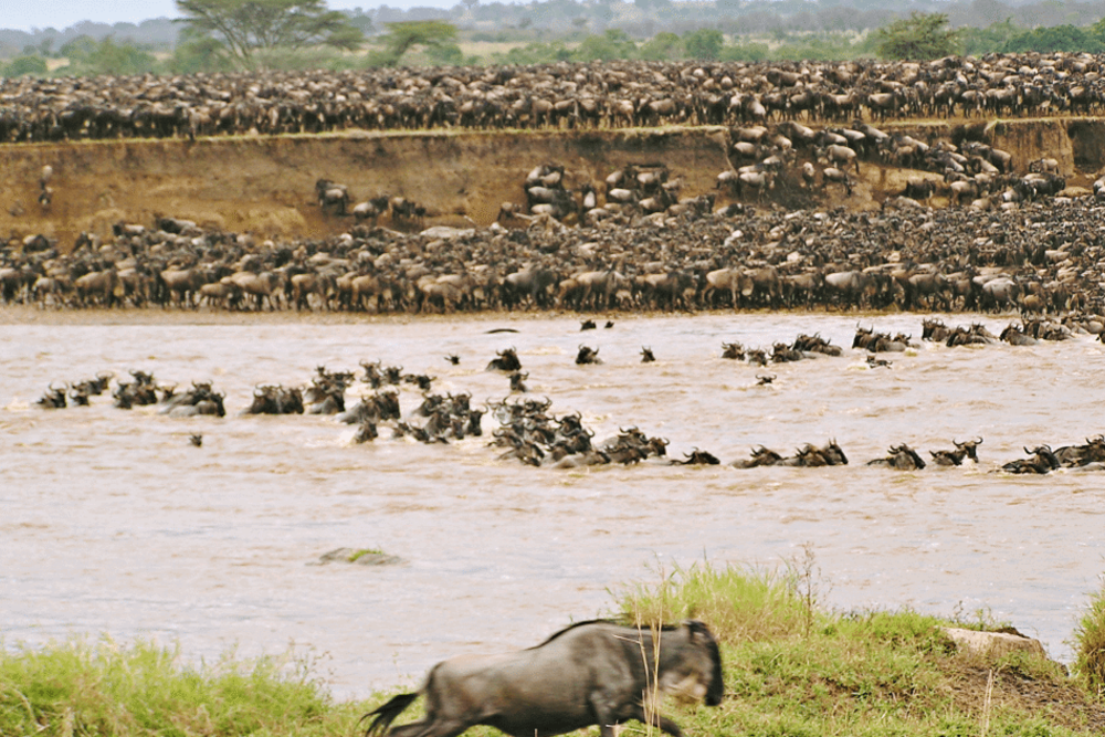 tanzania_safari_wildebeest_migration_serengeti