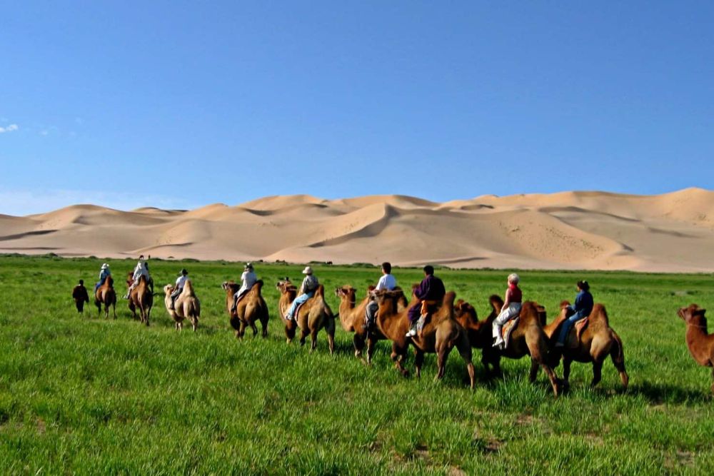 mongolia_camel_caravan