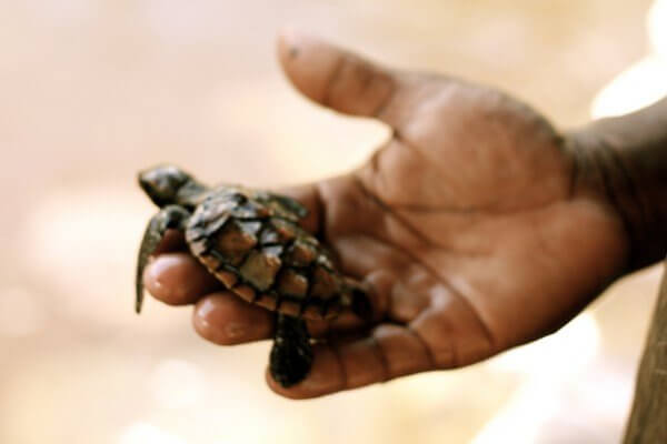 Die Top 10 Erlebnisse für Abenteurer auf Sansibar Schildkröten Schutzstation 600x400 600x400 1