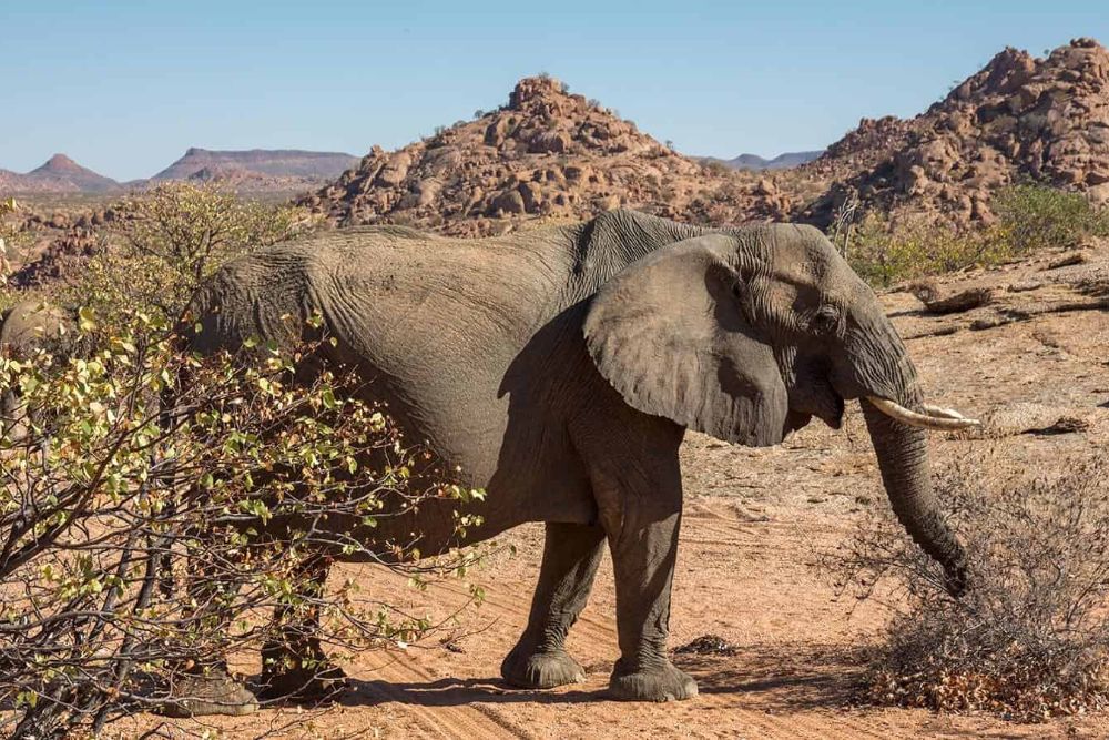 Mowani-Mountain-Camp_Elephant