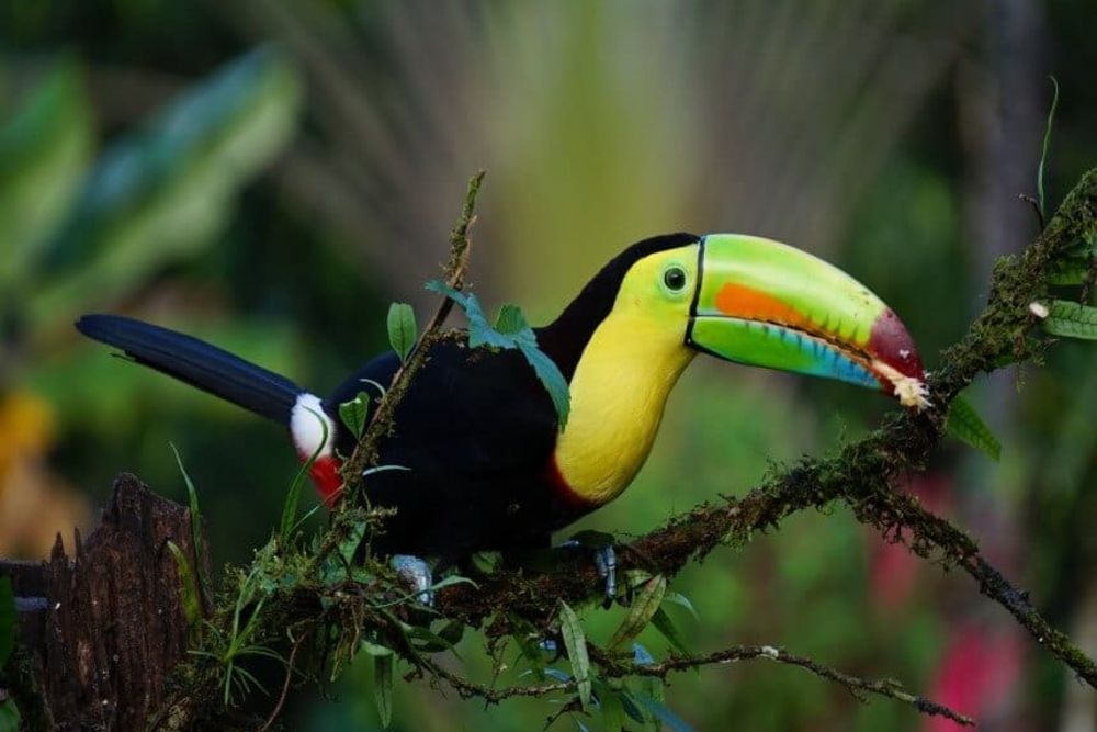 costa-rica_keel-billed-toucan