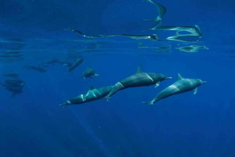 SPINNER DOLPHINS