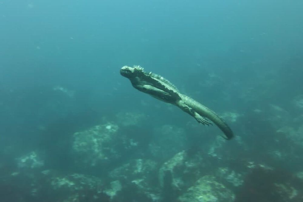 marine-iguana-costa_rica