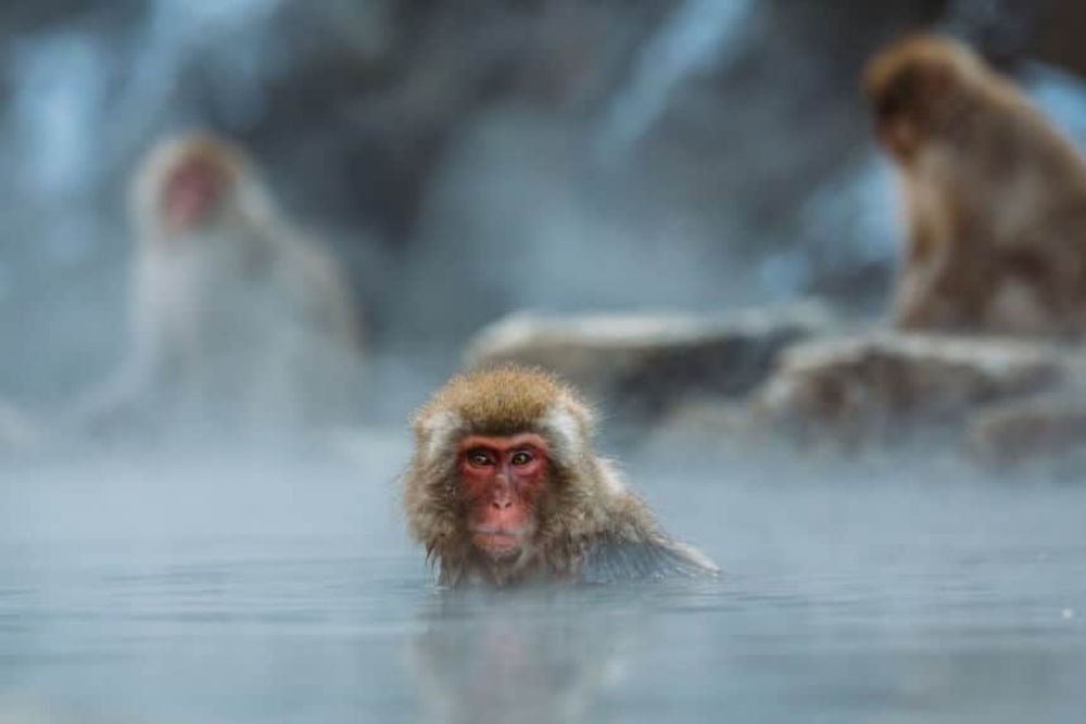 Japan_monkeys_in_water