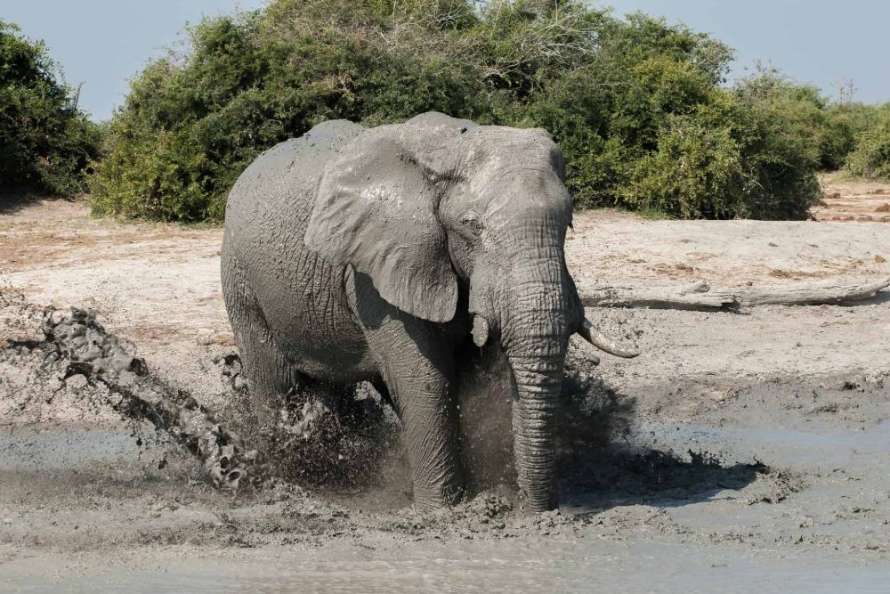 Botswana_elephant_mud_bathing