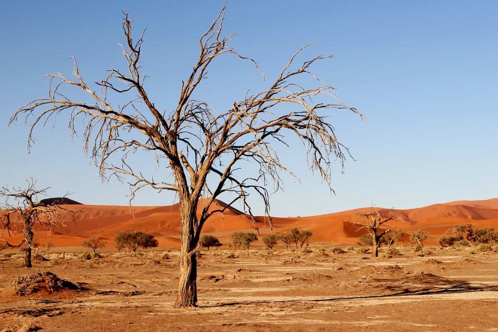 Kalahari_desert_dry_tree