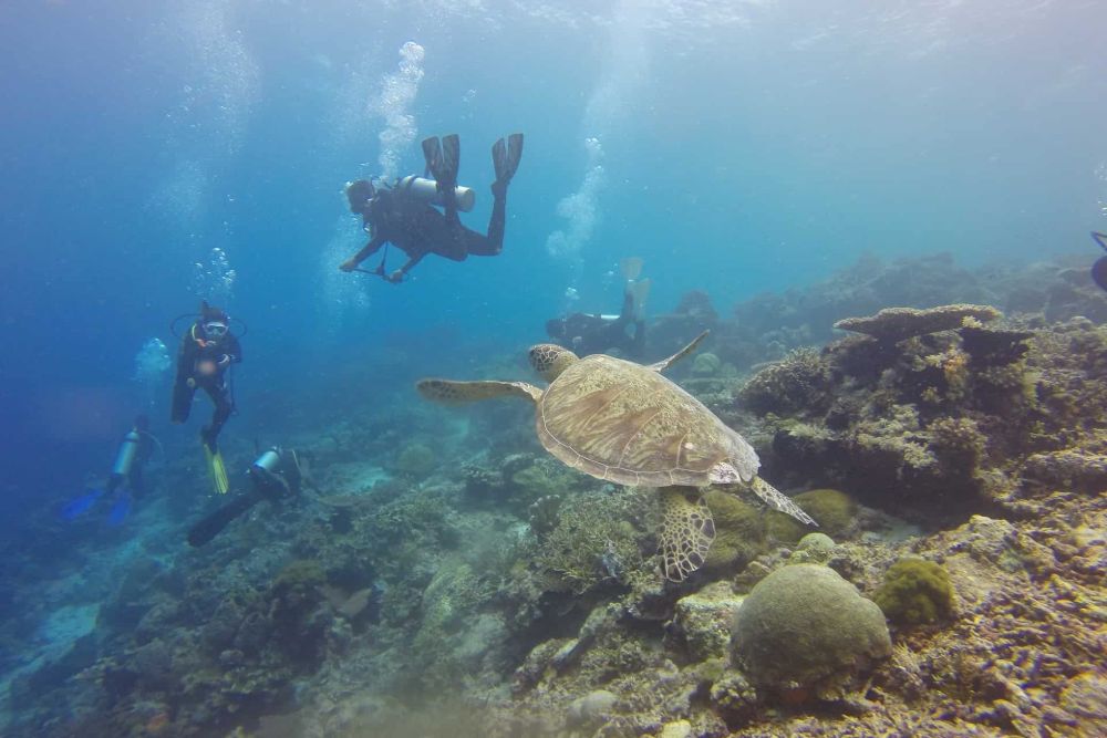 borneo_diving_turtle