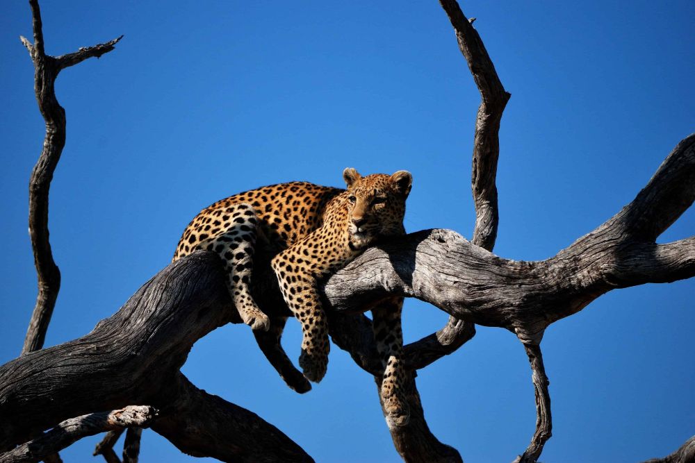 chobe_national_parc_leopard