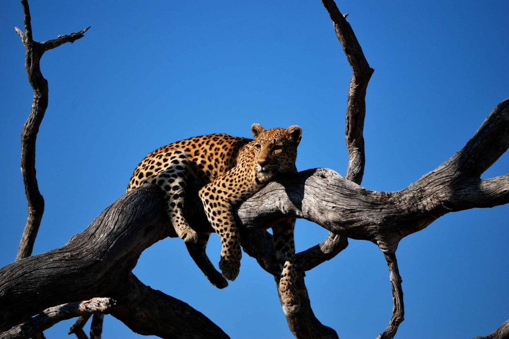 leopard_chobe_national_parc_tree