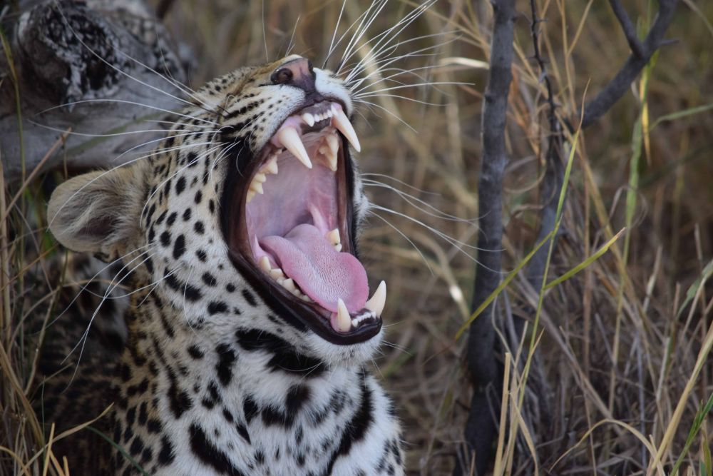 leopard_hissing_botswana