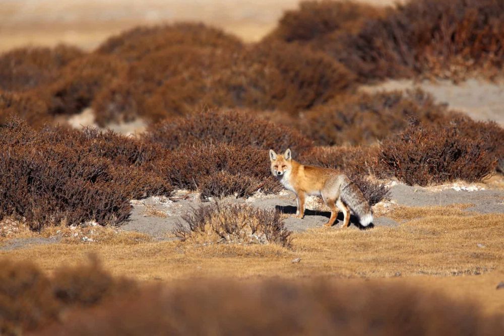 Ladak red fox
