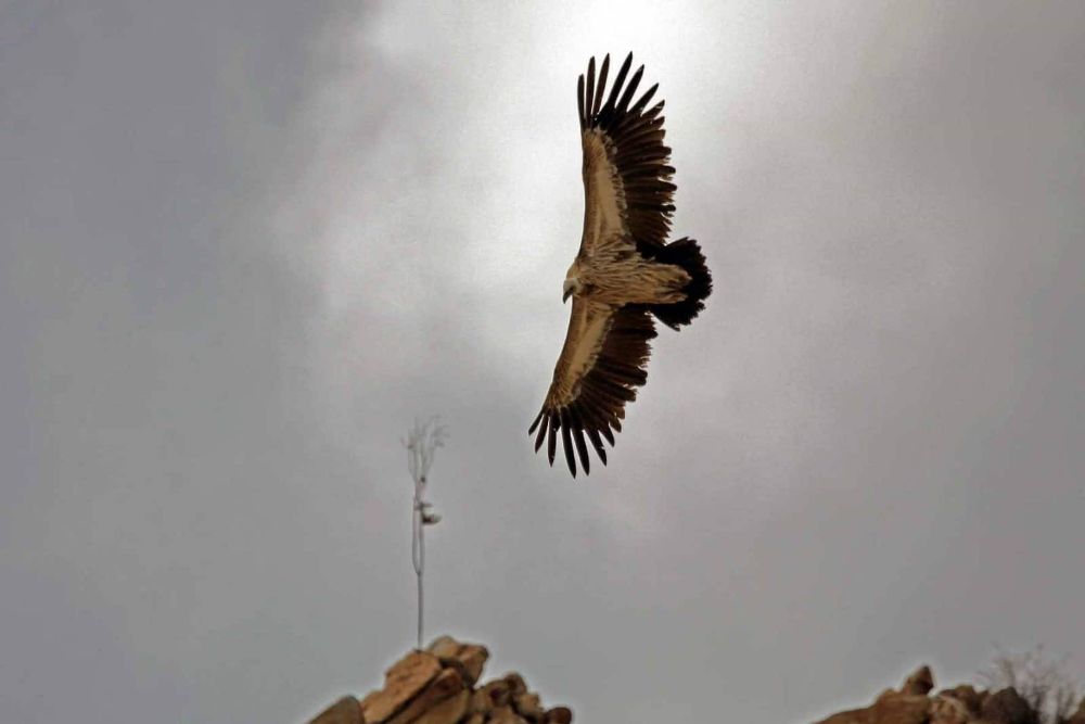 Ladak-sea_eagle