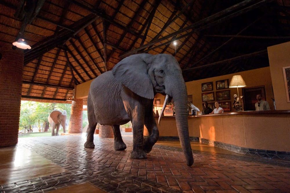 Zambia_Mfuwe-Lodge-elephants