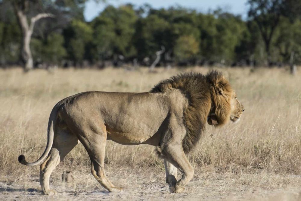 Zimbabwe_Little-Makaolo-lion