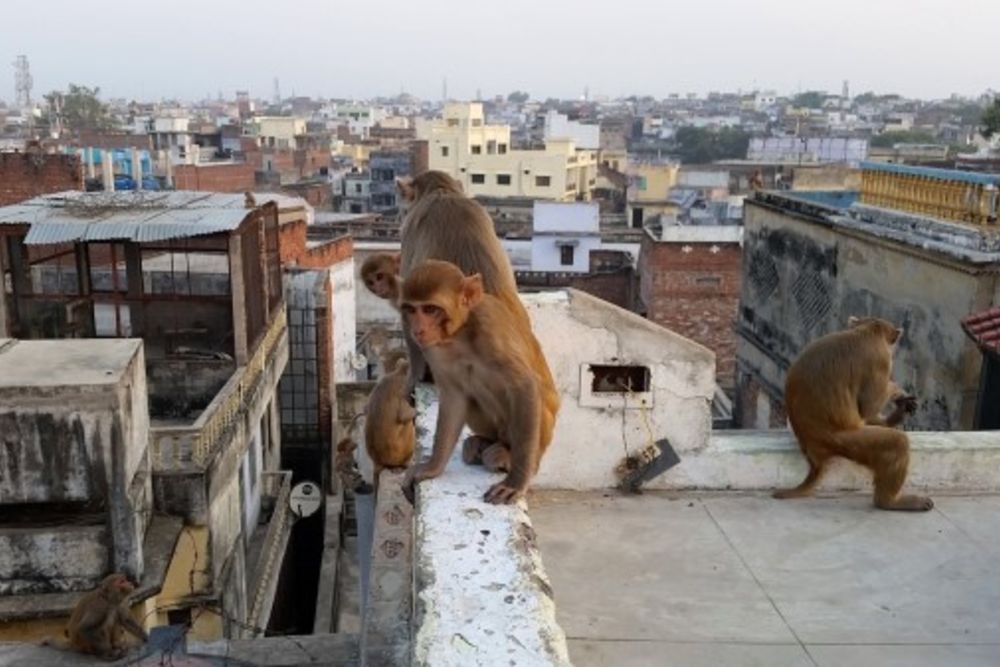 monkeys_indian_city