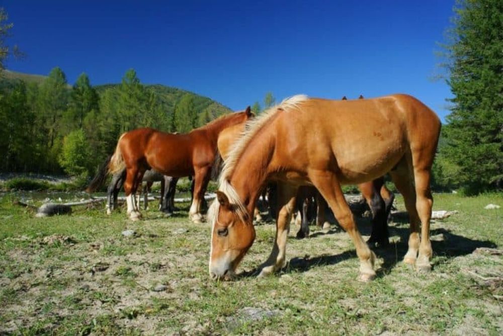 hustai_national_parc_horses