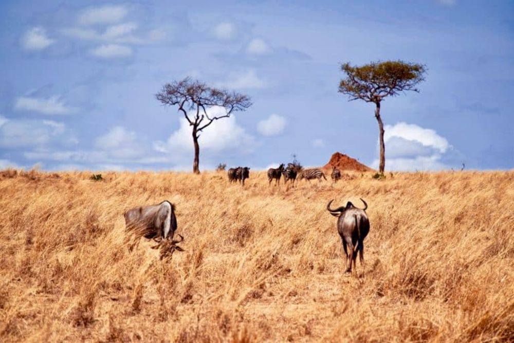 wildebeest_zebras_safari