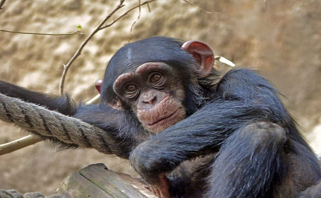 chimp_tansania_safari