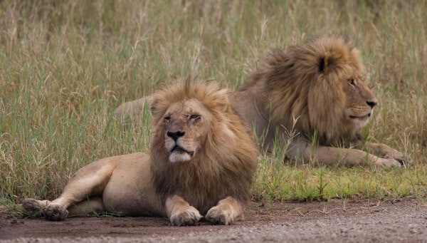 lions_safari_tansania