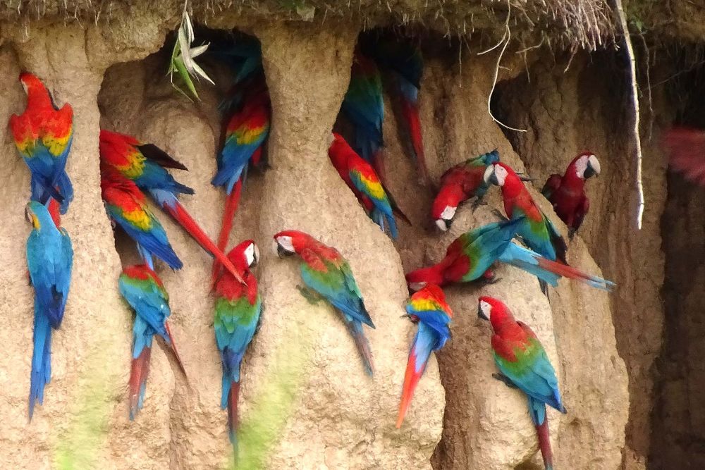 Amazon villa parrots