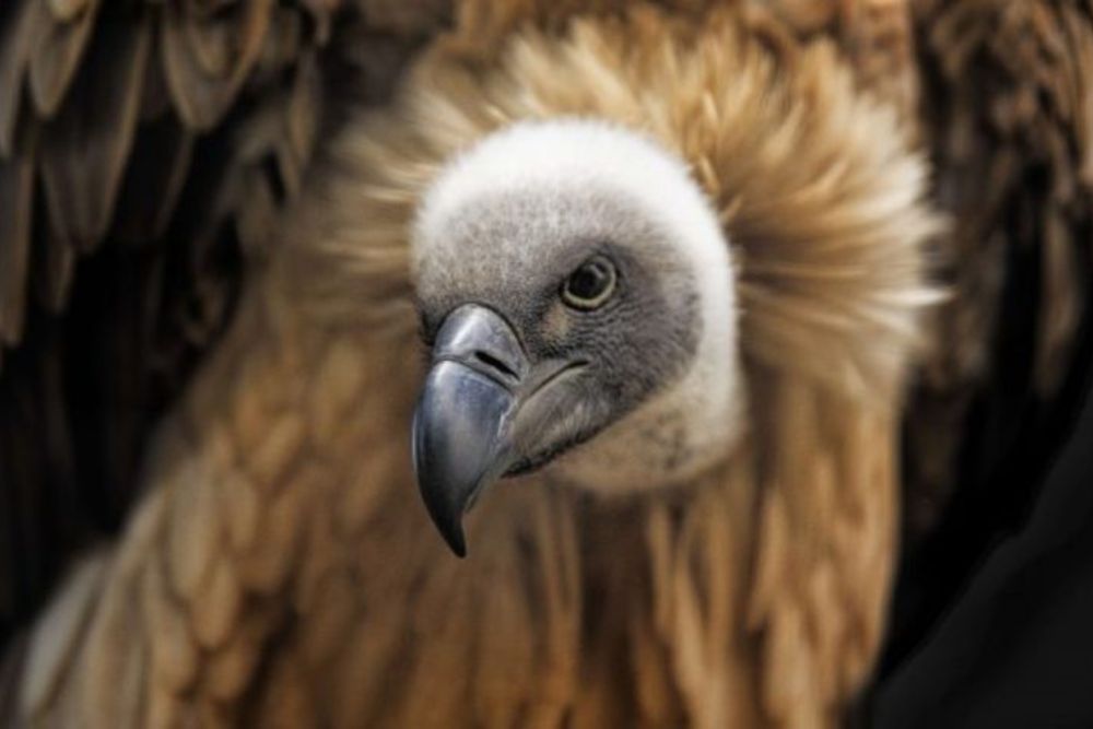 madikwe_game_reserve_vulture