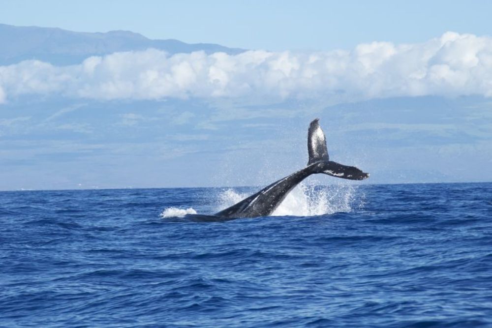 whale_watching_garden_route