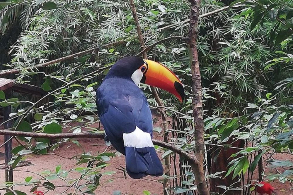 Nationalparc_Brasil-toco toucan