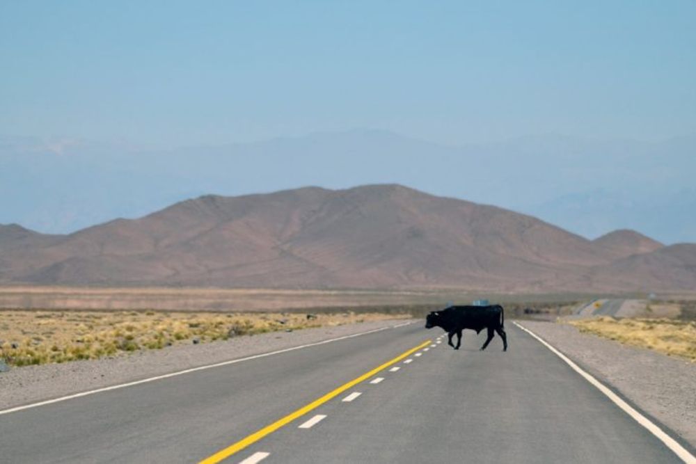 cow_on_street_argentinia