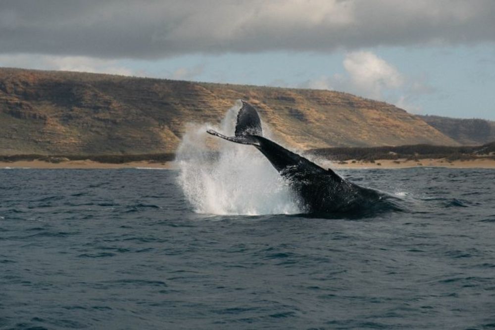 whale_watching_Peninsula_Valdez_Argentinia