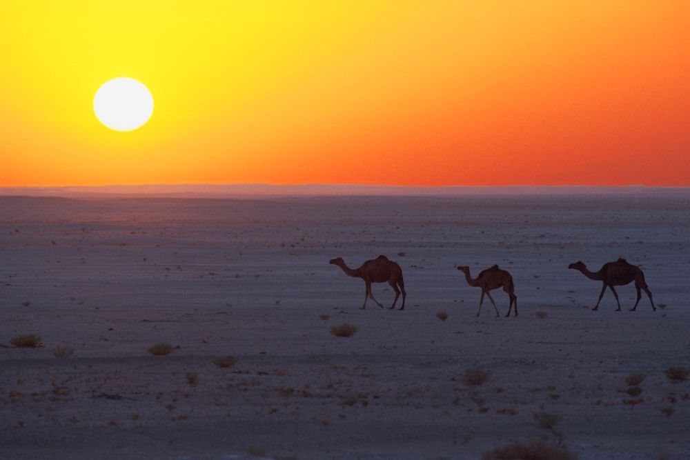 camels_at_sunset