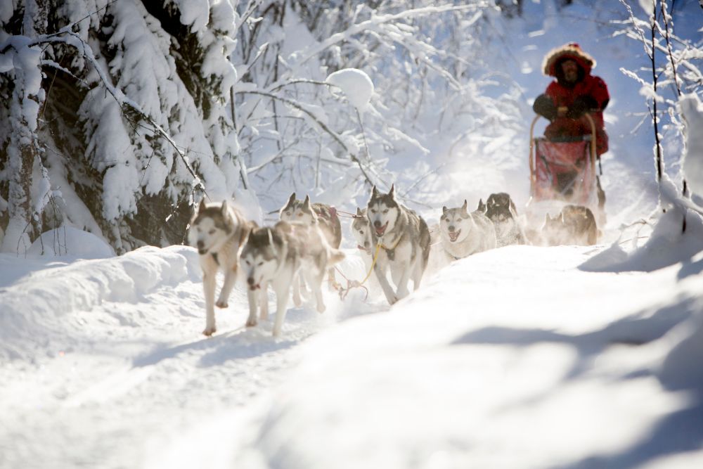 dogsled_forest