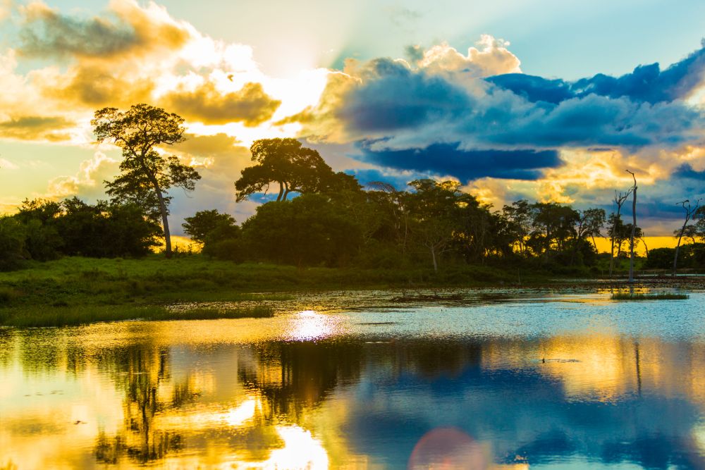 Amazon-sunset_trees