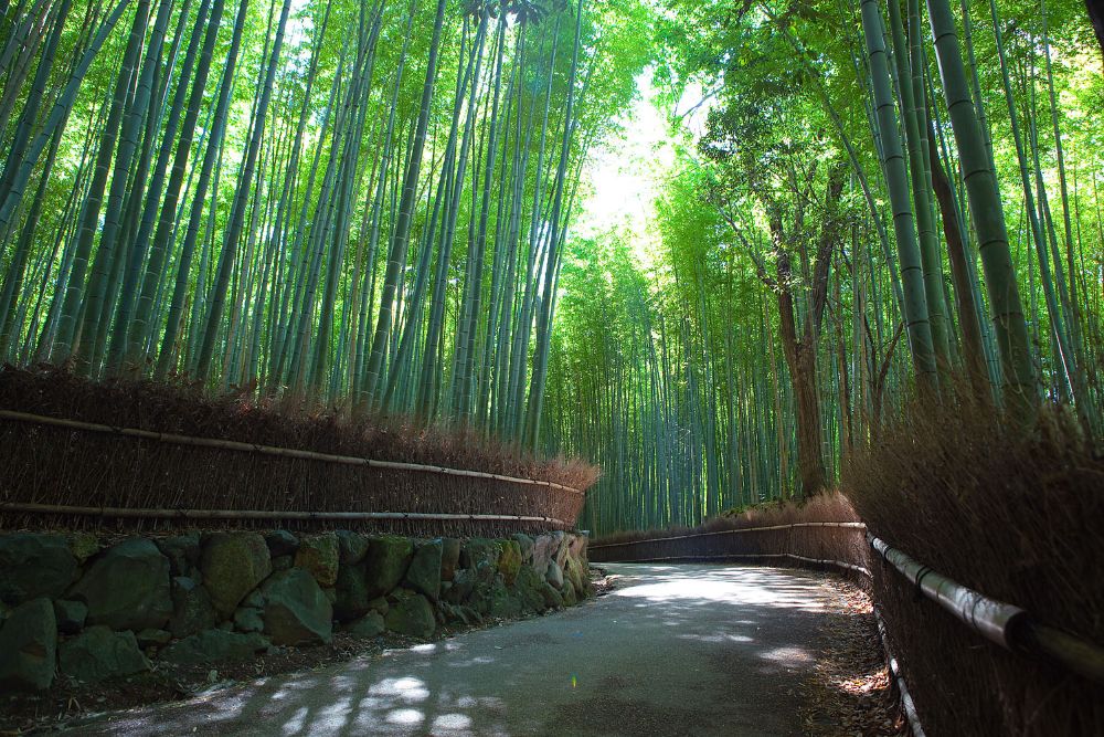 Bamboo-forest_street