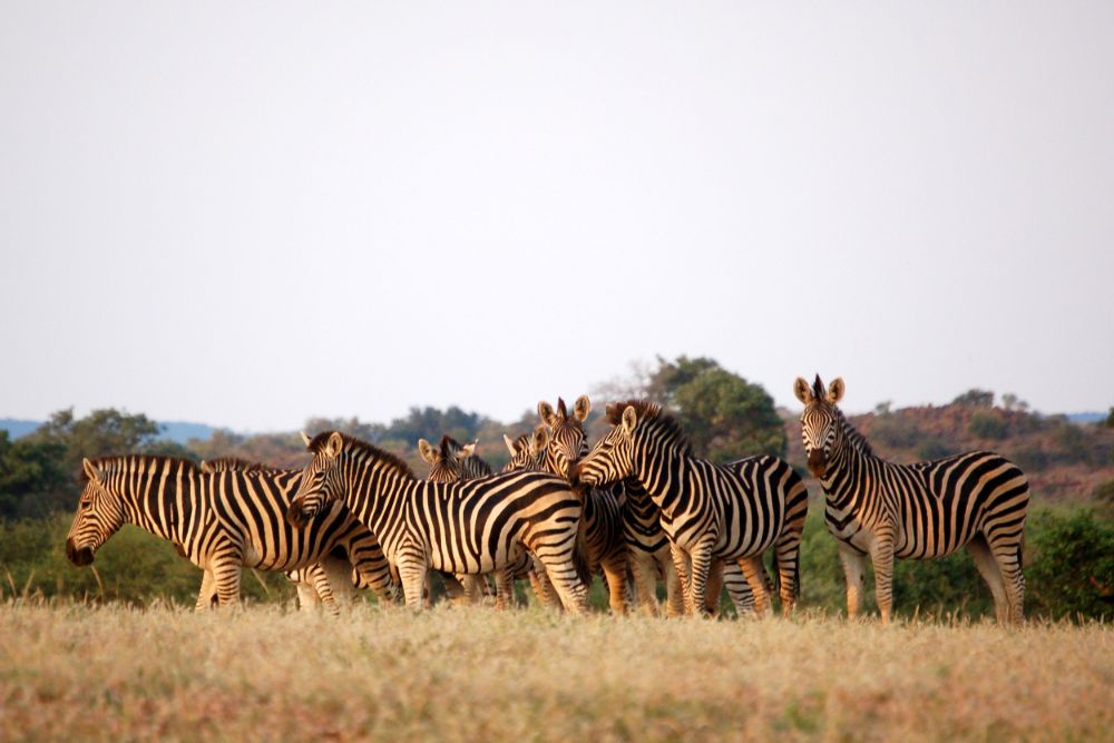Chobe National Parc zebras