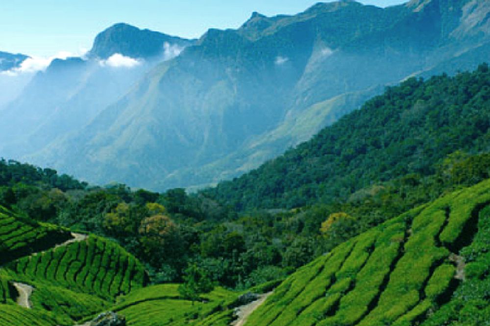 Darjeeling_tea_mountains